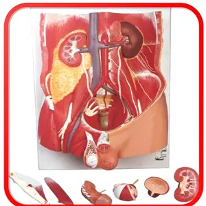 مولاژ دستگاه دفع ادرار 4 تکه 
