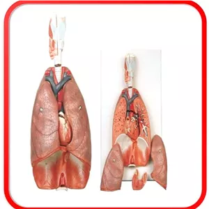 مولاژ دستگاه تنفسی 
