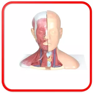 مولاژ سر و گردن با نمایش عضلات 