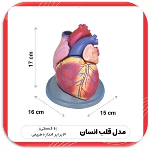 مدل قلب انسان 6 قسمتی 