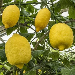 مربای بالنگ با شکر قهوه ای خانگی وزن 900گرم 