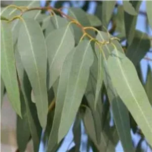 برگ اکالیپتوس تر درجه یک 250 گرمی تازه 
