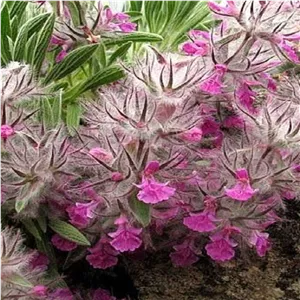 چای کوهی 30 گرمی