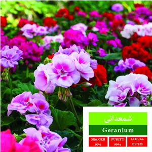 بذر گل شمعدانی بذر طلایی رویان 
