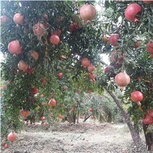 اب انار ارگانیک