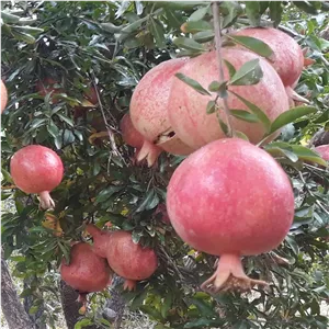 رب انار صد درصد خالص