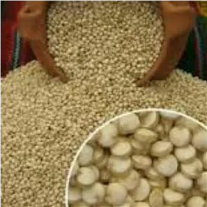 کینوا ارگانیک وطبیعی