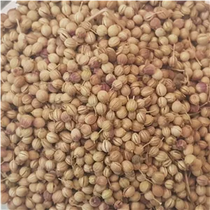تخم گشنیز (کزبره) 40 گرم