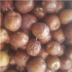 سنجد ارگانیک برداشت مهر 1404
