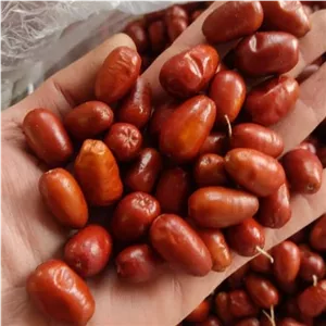 سنجد آسیابی پودری خوشمزه آذربایجان ارسال رایگان