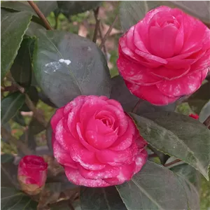 درخت زینتی کاملیا پس کرایه 