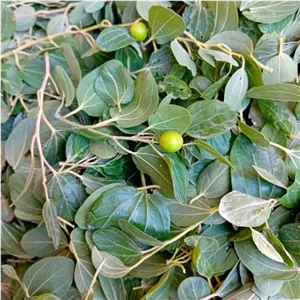 برگ سدر(کُنار)سبزوتازه دربسته بندی 500گرمی 