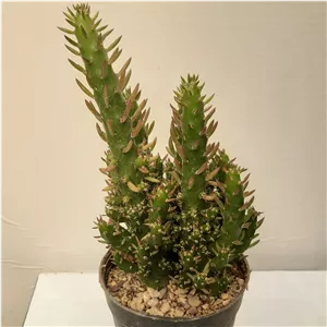 کاکتوس سیلندی مینیاتور
