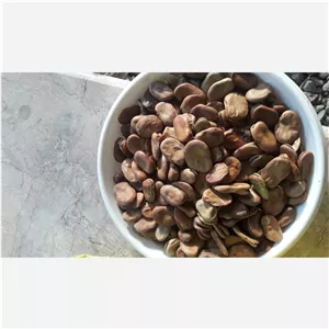 باقلا خوشپخت (باقالی)پس کرایه