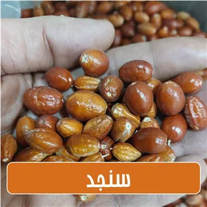 سنجد امسالی ارگانیک تمیز شده سایز ریز - 1 کیلوگرمی
