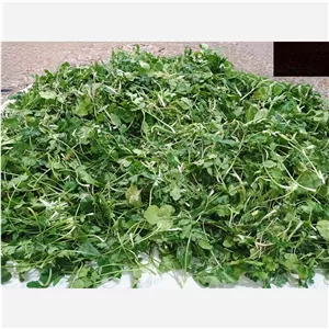 سبزی جنگلی چوچاق 200 گرمی،خشک شده