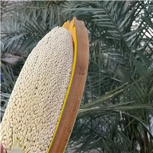 گرده نخل طبیعی100گرمی