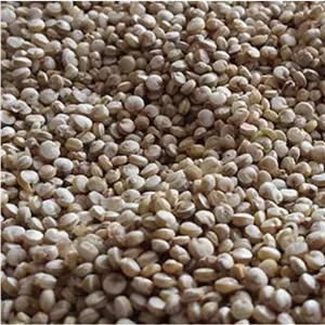 کینوا ( خاویار گیاهی ) درجه یک  100 گرمی تمیز ارسال  به سراسر ایران