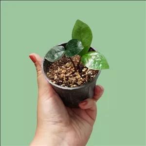 2 عدد جوانه زاموفیلیا  زامیفولیا سبز (پس کرایه)