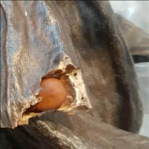 عطاری ناباروری شیره خرنوب 1360 گرم  و پودر میوه خرنوب یک کیلو 