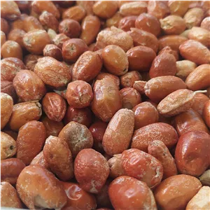 پودر سنجد  کامل  هسته پوسته گوشت  یک سیر