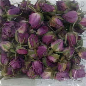 غنچه گل محمدی