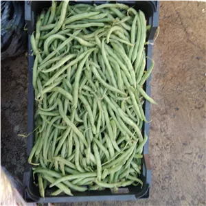 لوبیا سبز