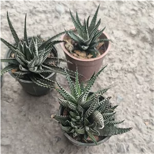 گل کاکتوس هاوارتیا گورخری پاجوش دار گل طبیعی 
