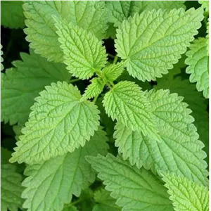 برگ گیاه گزنه 200 گرمی