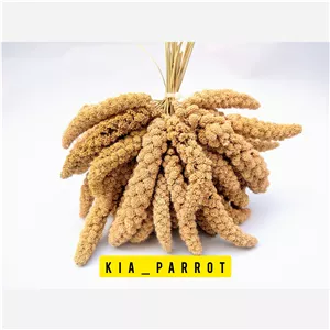 ارزن خوشه ای ایرانی پرندگان و طوطیسانان