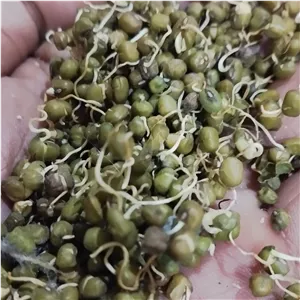 آرد جوانه ماش250گرمی