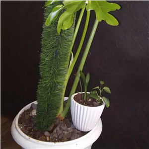 قیم پلاستیکی چمنی گل های آپارتمانی (پس کرایه) 