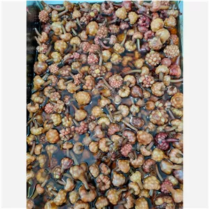 ترشی گل سیر