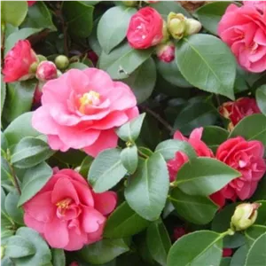 گل کاملیا سایز متوسط 