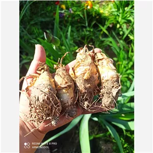 پیاز گل مریم  ده عددی