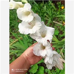 پیاز گل گلایل سفید ده عددی