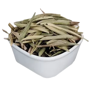 برگ زیتون