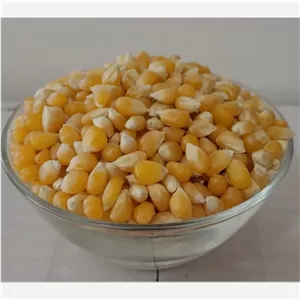 ذرت پاپ کورنی درجه یک 500 کیلویی