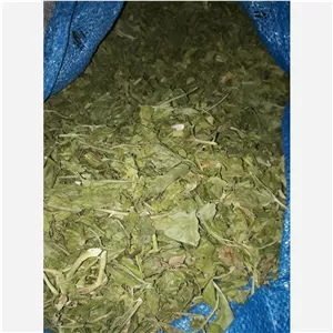 کرفس کوهی درجه یک