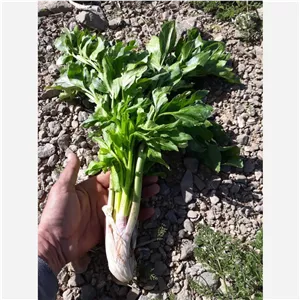 کرفس کوهی تازه