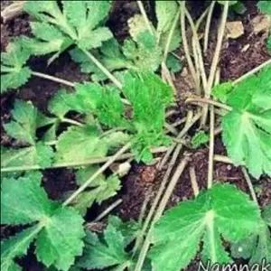 سبزی چوچاق جنگلی تازه خرد شده (700گرمی) 