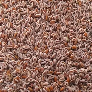 اسفرزه ( بارهنگ تخم مرغی ) 5 ستاره صدرا 75 گرم خالص