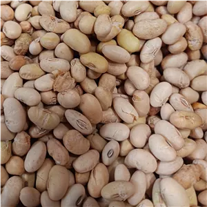 سویا آجیلی لیمویی ممتاز و مقوی 