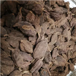 هل باد 75 گرم