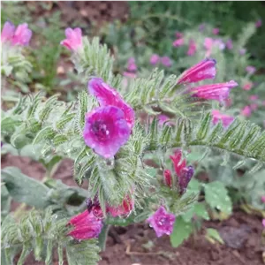 گل گاو زبان محلی تازه (50 گرم)