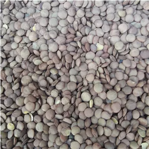 عدس درشت زودپز 500 گرمی