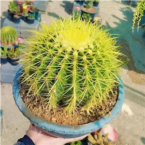 کاکتوس اچینو گروزنی