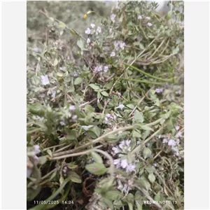 آویشن کوهی با ساقه 500گرمی 1404 محصول تازه 
