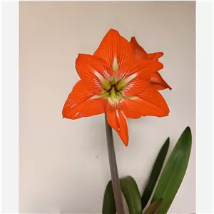 پیاز آماریلیس هلندی (پس کرایه)