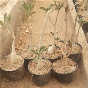 گل ادنیوم بنسای فروش فقط 100 عدد به بالا